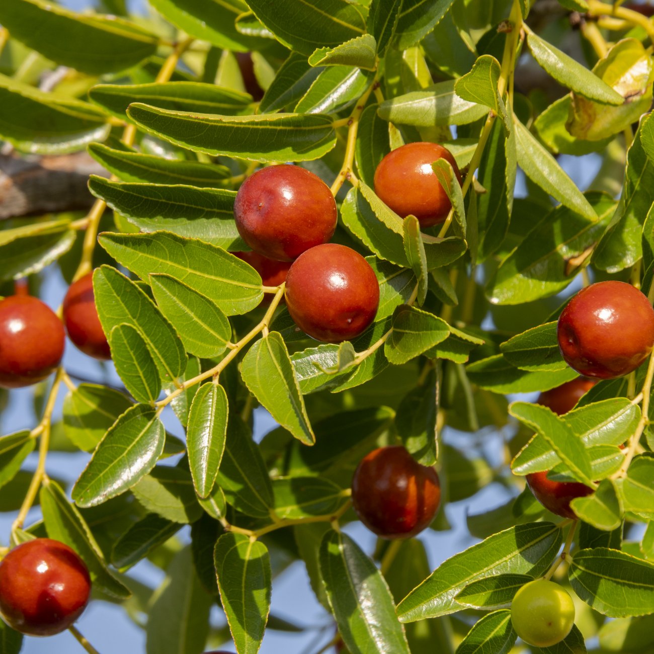 Obrázok Jujuba - Čínska datľa (Ziziphus jujuba) ´SHANXI LI´ - výška 80-120 cm, kont. C4L (-20°C)